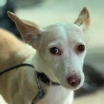 Podenco Dunia, 11/2022, ca. 40 cm