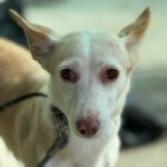 Podenco Dunia, 11/2022, ca. 40 cm