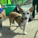 Podenco Dunia, 11/2022, ca. 40 cm