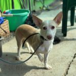 Podenco Dunia, 11/2022, ca. 40 cm