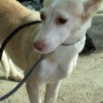 Podenco Dunia, 11/2022, ca. 40 cm