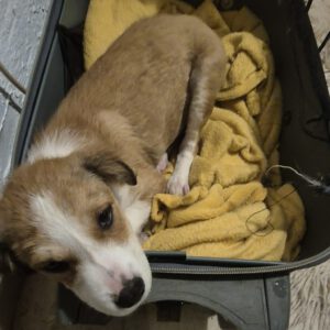 Mischling Dyado, 08/2025, Endgröße: 45-50 cm