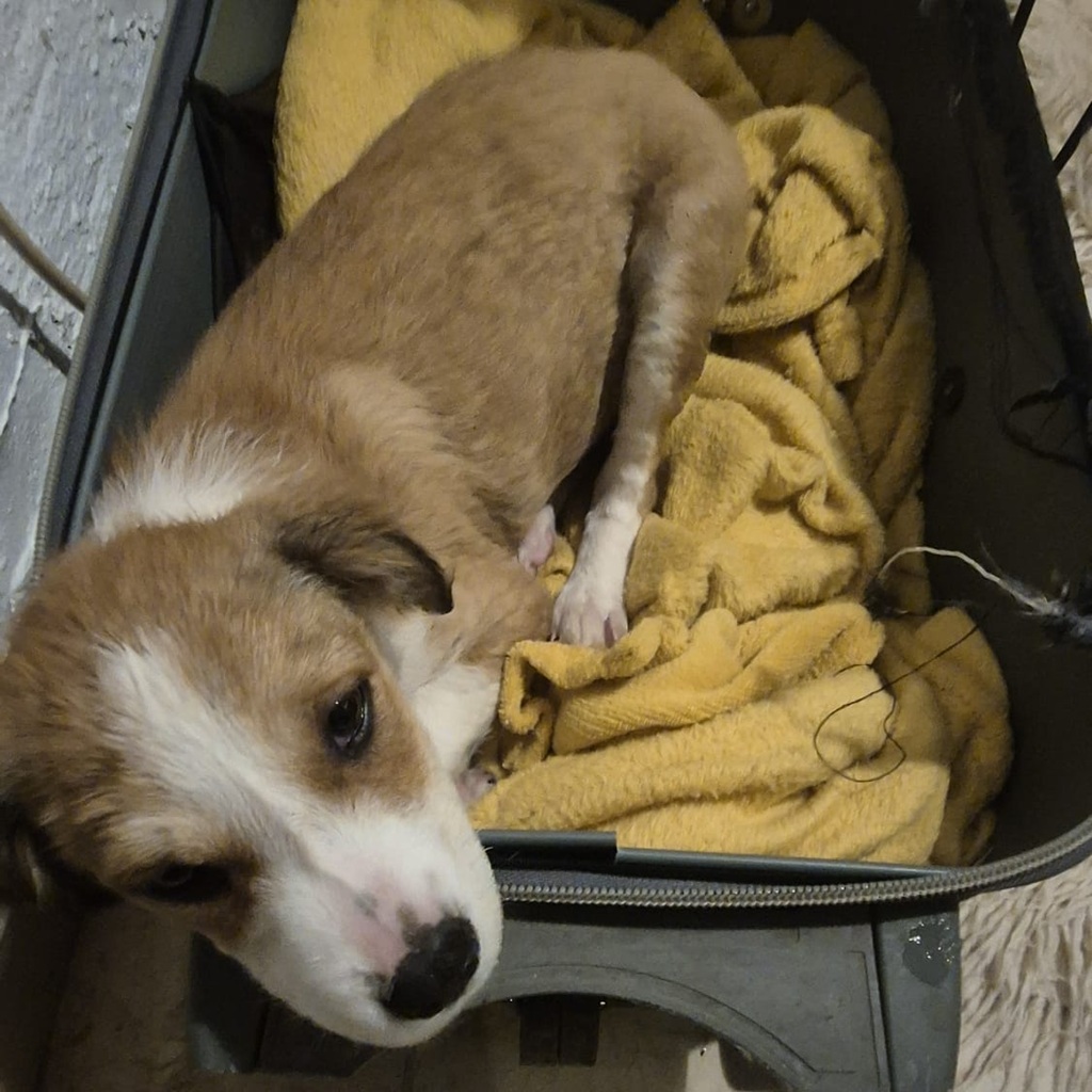 Mischling Dyado, 08/2025, Endgröße: 45-50 cm