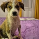 Mischling Dyado, 08/2025, Endgröße: 45-50 cm