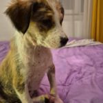 Mischling Dyado, 08/2025, Endgröße: 45-50 cm