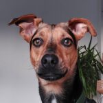 Podenco Bodeguero Mischling Eleanor, 09/2024, ca. 33 cm, 10243 Berlin