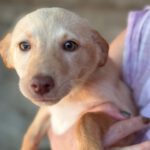 Podenco Enola, 08/2025, Endgröße ca. 40 cm