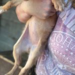 Podenco Enola, 08/2025, Endgröße ca. 40 cm