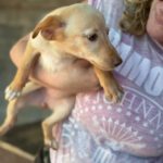 Podenco Enola, 08/2025, Endgröße ca. 40 cm