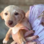 Podenco Enola, 08/2025, Endgröße ca. 40 cm