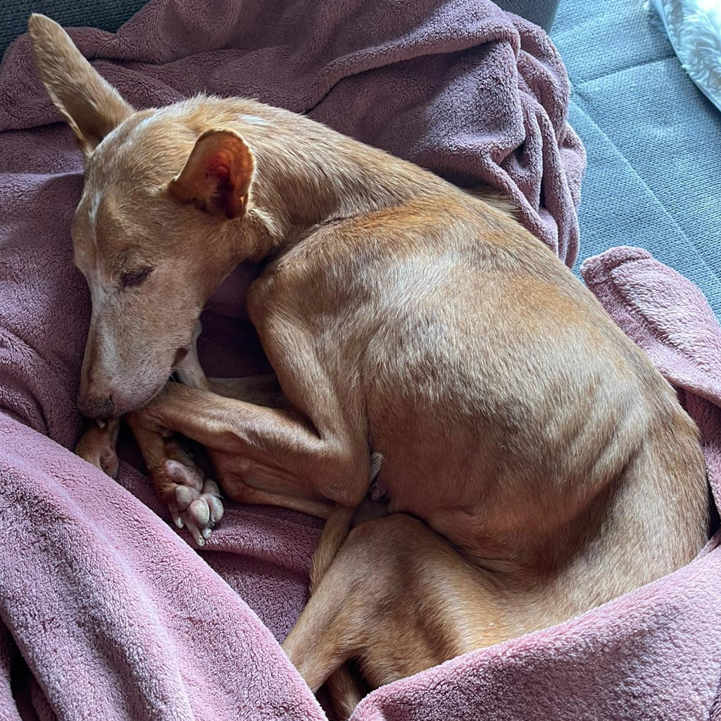 Estrella - Lebe wohl, sage ich dir leise.