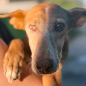 Estrella - Lebe wohl, sage ich dir leise.