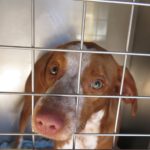 Podenco Mischling Ferrero, 02/1.2025, Endgröße ca. 50 cm