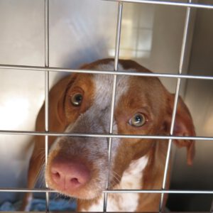 Podenco Mischling Ferrero, 02/1.2025, Endgröße ca. 50 cm