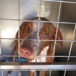 Podenco Mischling Ferrero, 02/1.2025, Endgröße ca. 50 cm