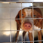 Podenco Mischling Ferrero, 02/1.2025, Endgröße ca. 50 cm