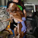 Podenco Mischling Ferrero, 02/1.2025, Endgröße ca. 50 cm