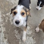 Mischling Festus, 08/2025, Endgröße: 40-48 cm