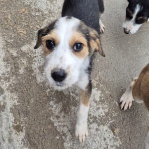 Mischling Festus, 08/2025, Endgröße: 40-48 cm