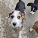 Mischling Festus, 08/2025, Endgröße: 40-48 cm