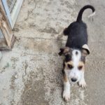 Mischling Festus, 08/2025, Endgröße: 40-48 cm