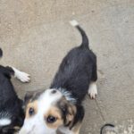 Mischling Festus, 08/2025, Endgröße: 40-48 cm