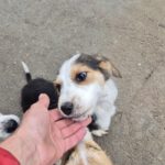 Mischling Festus, 08/2025, Endgröße: 40-48 cm