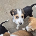 Mischling Festus, 08/2025, Endgröße: 40-48 cm