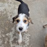 Mischling Festus, 08/2025, Endgröße: 40-48 cm