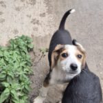 Mischling Fiete, 08/2025, Endgröße 40-48 cm