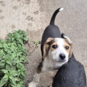 Mischling Fiete, 08/2025, Endgröße 40-48 cm