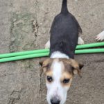 Mischling Fiete, 08/2025, Endgröße 40-48 cm