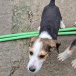 Mischling Fiete, 08/2025, Endgröße 40-48 cm