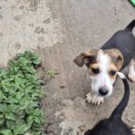 Mischling Fiete, 08/2025, Endgröße 40-48 cm