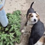 Mischling Fiete, 08/2025, Endgröße 40-48 cm