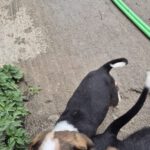 Mischling Fiete, 08/2025, Endgröße 40-48 cm