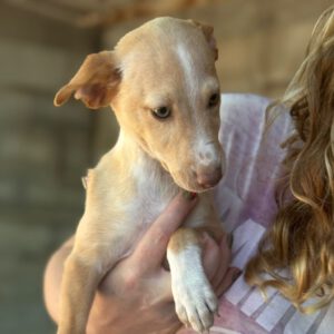 Podenco Frida, 08/2025, Endgröße ca. 40 cm