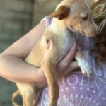 Podenco Frida, 08/2025, Endgröße ca. 40 cm