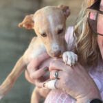 Podenco Frida, 08/2025, Endgröße ca. 40 cm