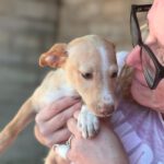 Podenco Frida, 08/2025, Endgröße ca. 40 cm