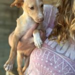 Podenco Frida, 08/2025, Endgröße ca. 40 cm