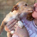 Podenco Frida, 08/2025, Endgröße ca. 40 cm