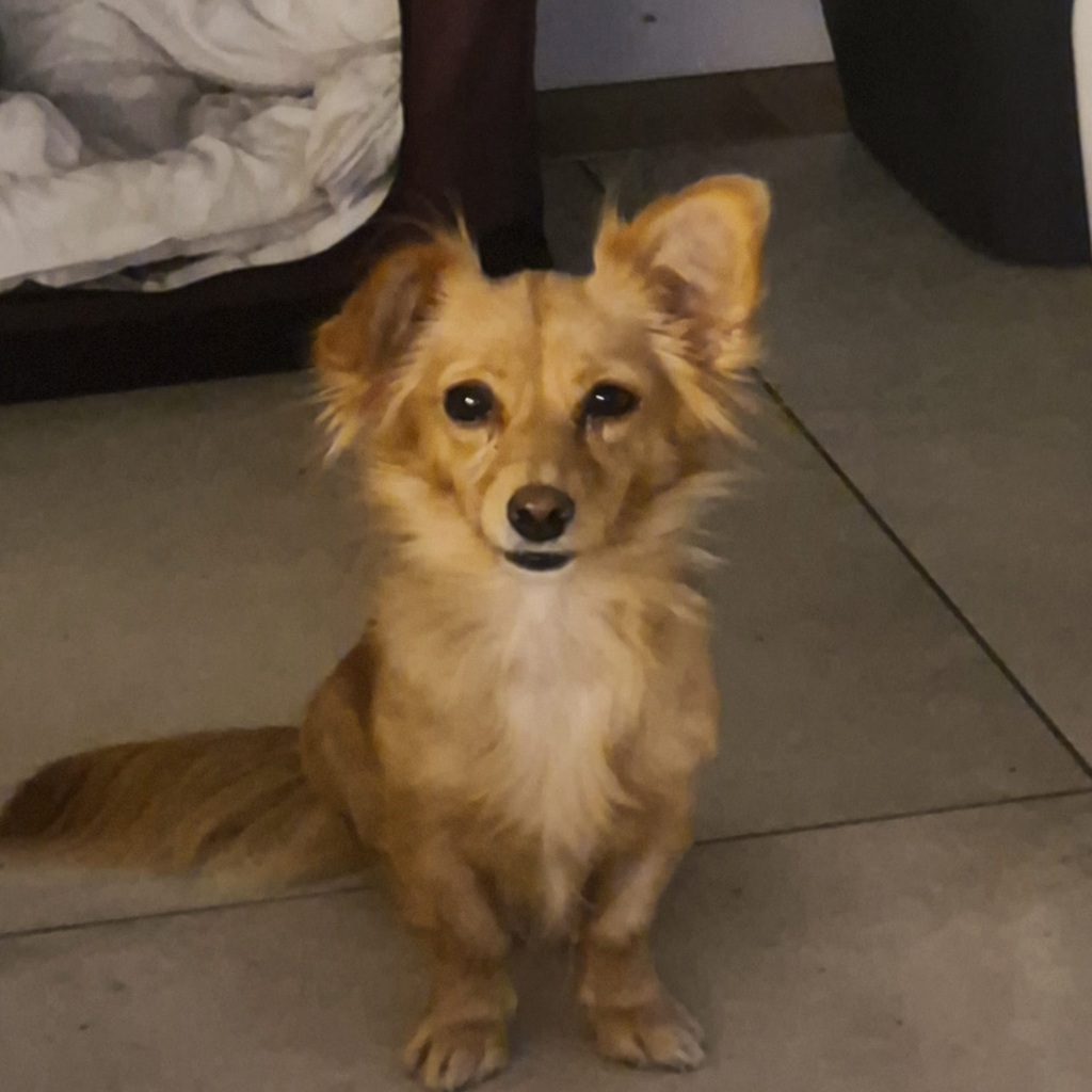 Kokoni Mischling Gili, 11/2024, ca. 25 cm, 18198 Kritzmow