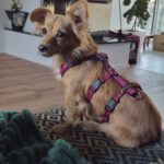 Kokoni Mischling Gili, 11/2024, ca. 25 cm, 18198 Kritzmow