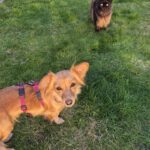 Kokoni Mischling Gili, 11/2024, ca. 25 cm, 18198 Kritzmow