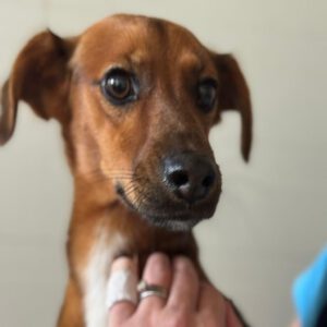 Podenco Mischling Golfo, 05/2023, ca. 40 cm