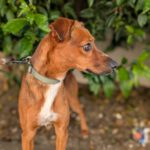 Podenco Mischling Golfo, 05/2023, ca. 40 cm