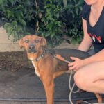 Podenco Mischling Golfo, 05/2023, ca. 40 cm