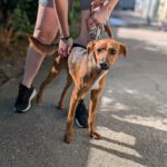 Podenco Mischling Golfo, 05/2023, ca. 40 cm