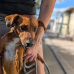 Podenco Mischling Golfo, 05/2023, ca. 40 cm